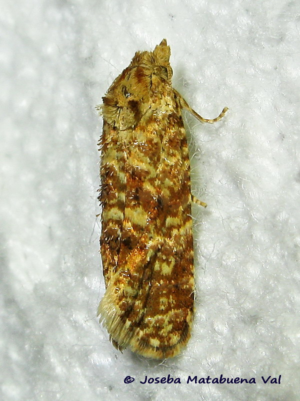 Micro da id. 2, Aethes margarotana - Tortricidae